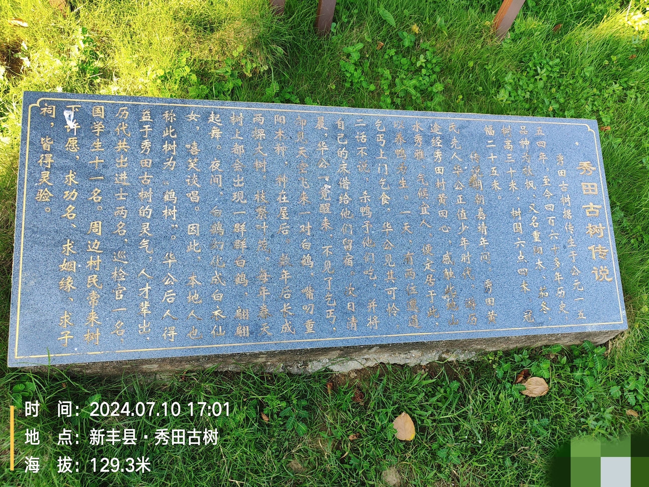 秀田古树旅行图片 2