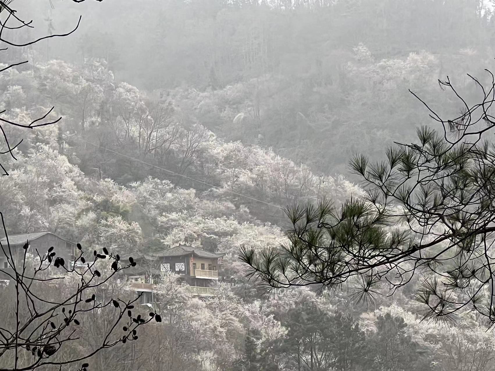 平武平通梅花园旅行图片 1
