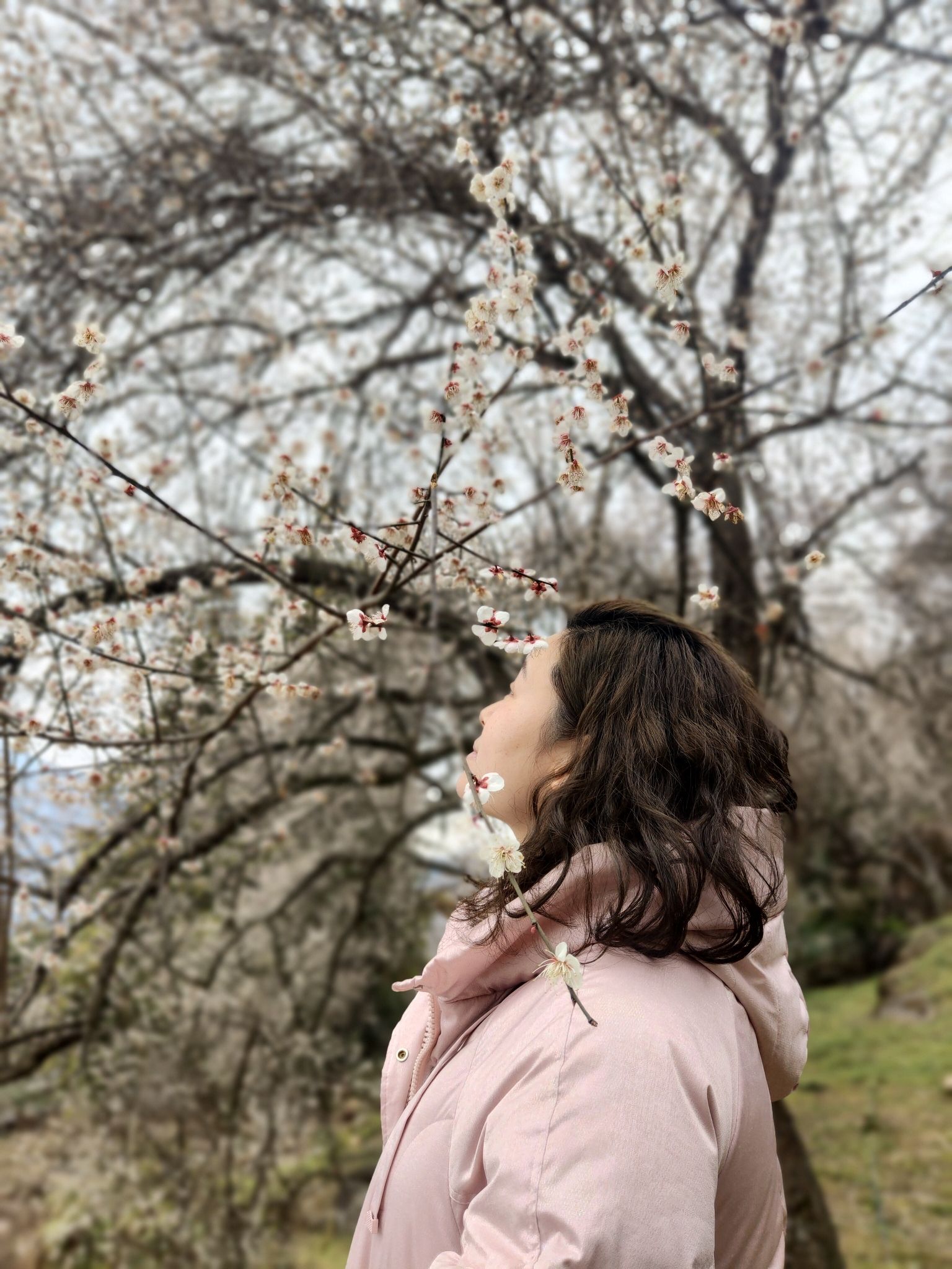 平武平通梅花园旅行图片 3