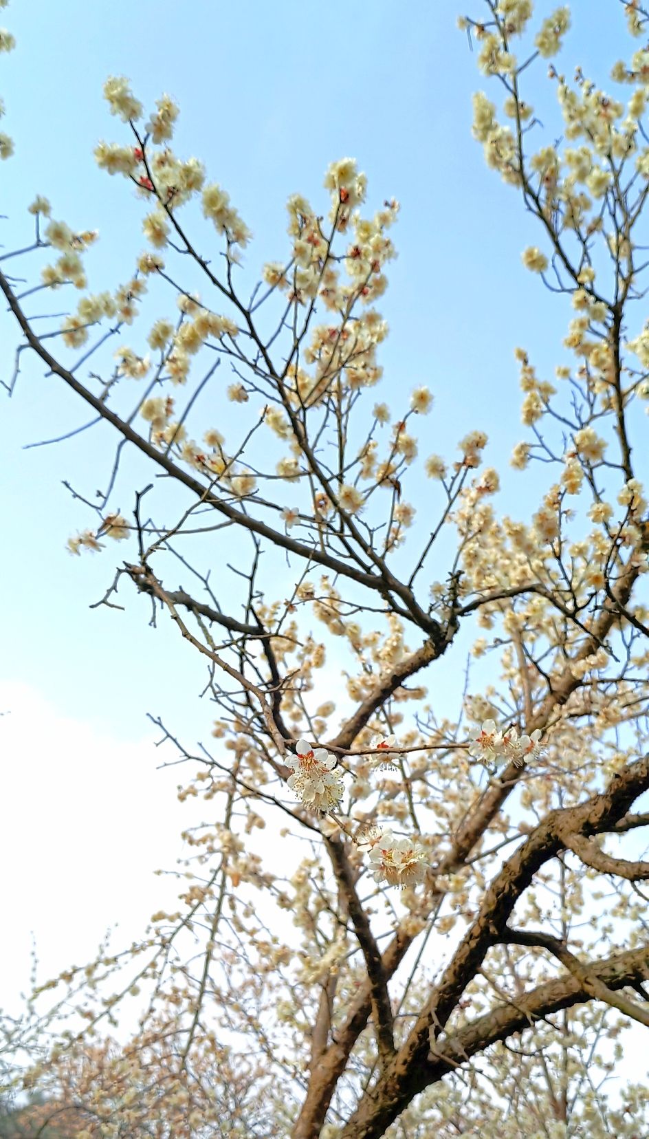 平武平通梅花园旅行图片 2