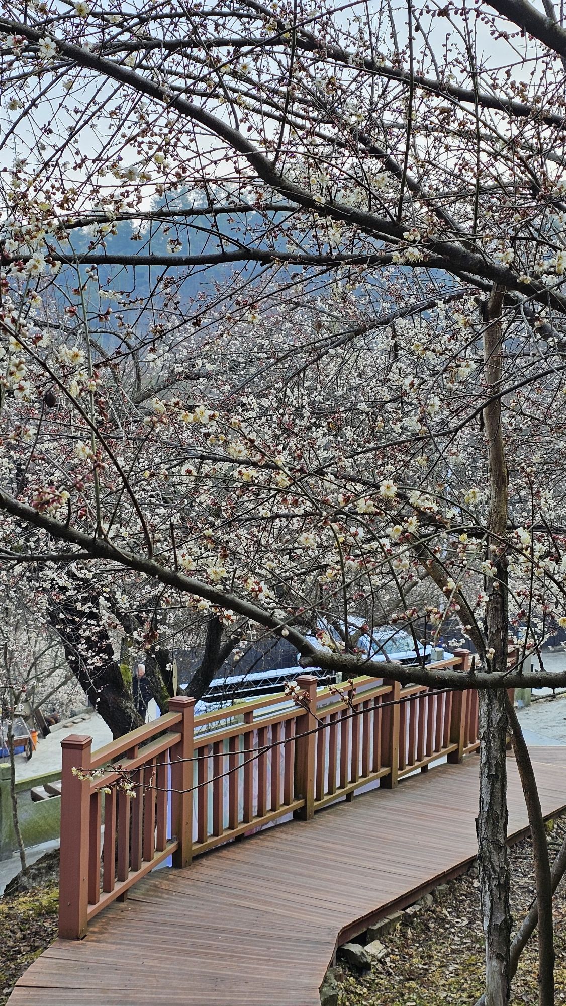 平武平通梅花园旅行图片 2
