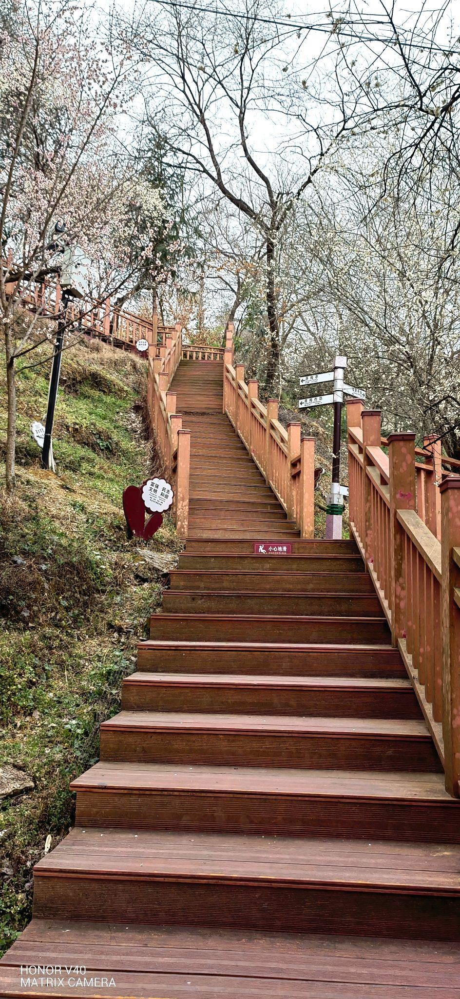 平武平通梅花园旅行图片 3