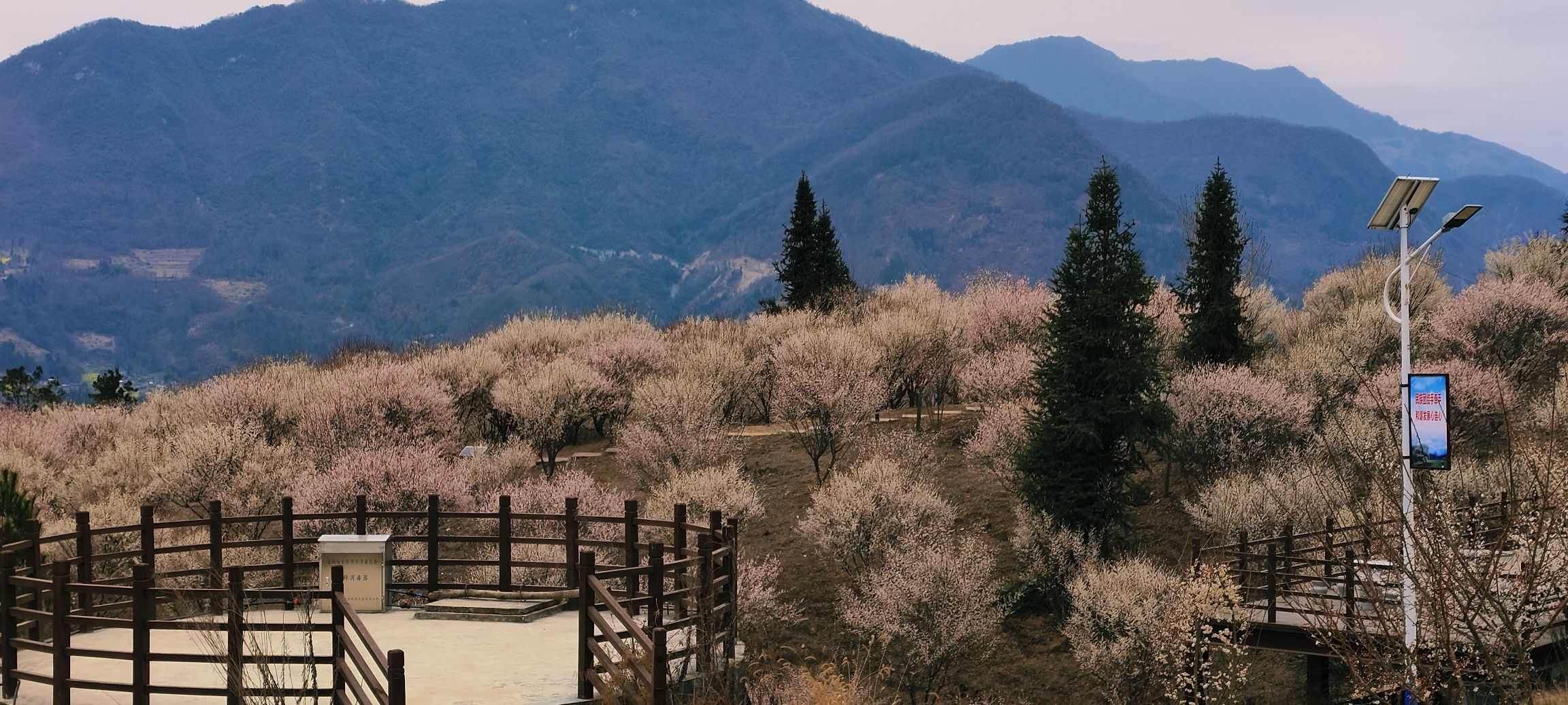 平武平通梅花园旅行图片 3