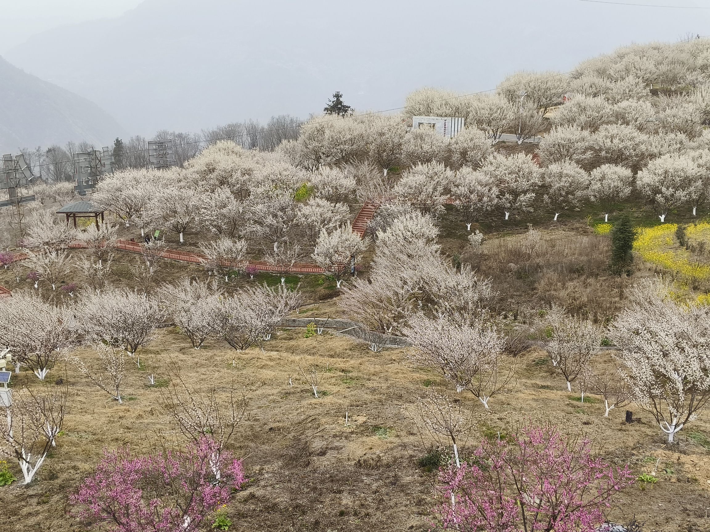 平武平通梅花园旅行图片 2
