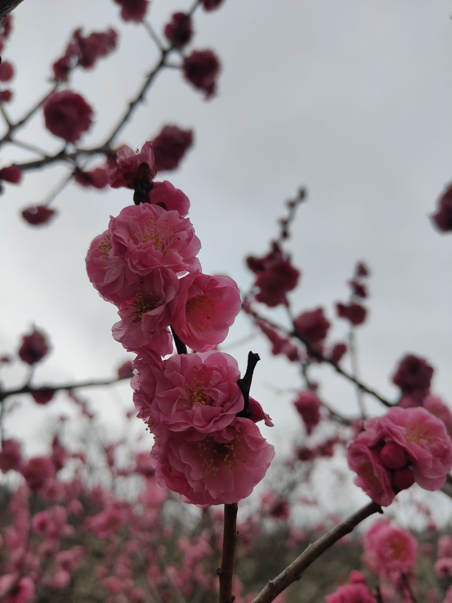 平武平通梅花园旅行图片 2
