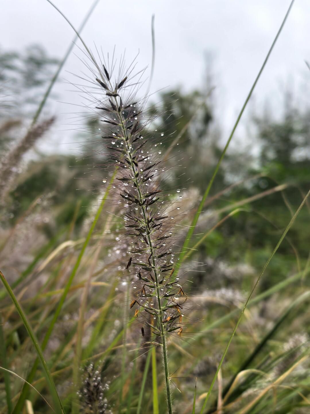 简阳鳌山公园旅行图片 1
