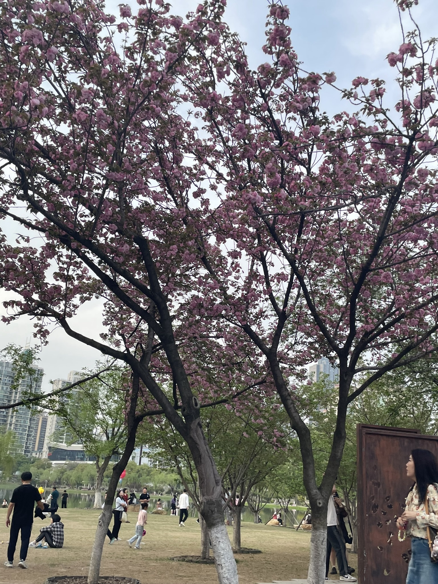 西北湖广场旅行图片 2