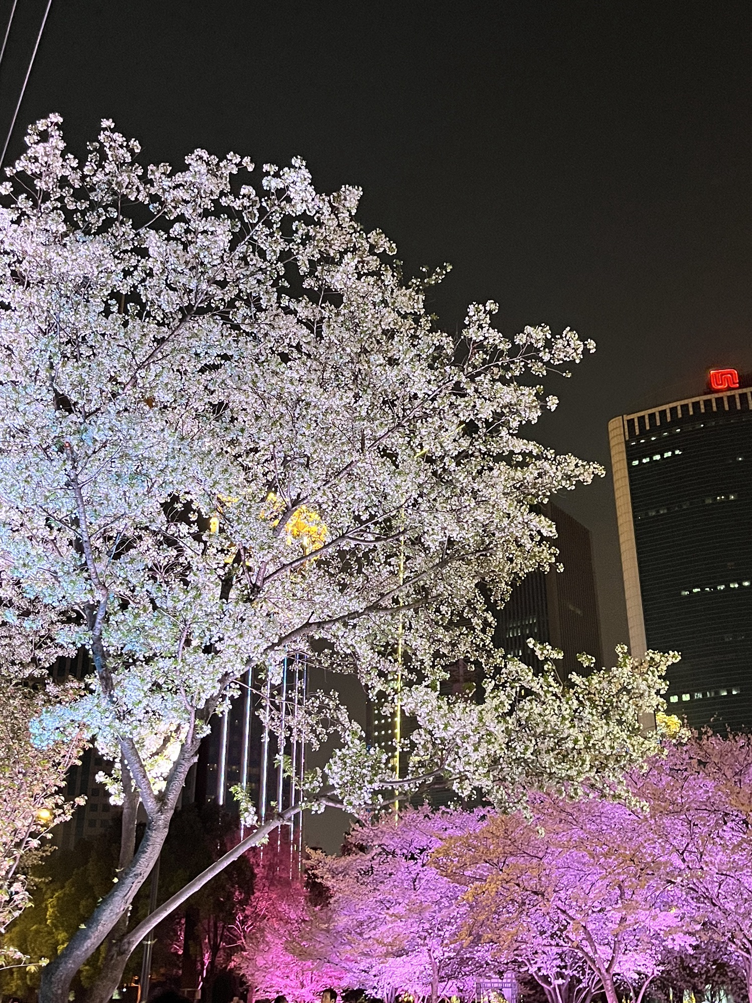 西北湖广场旅行图片 3