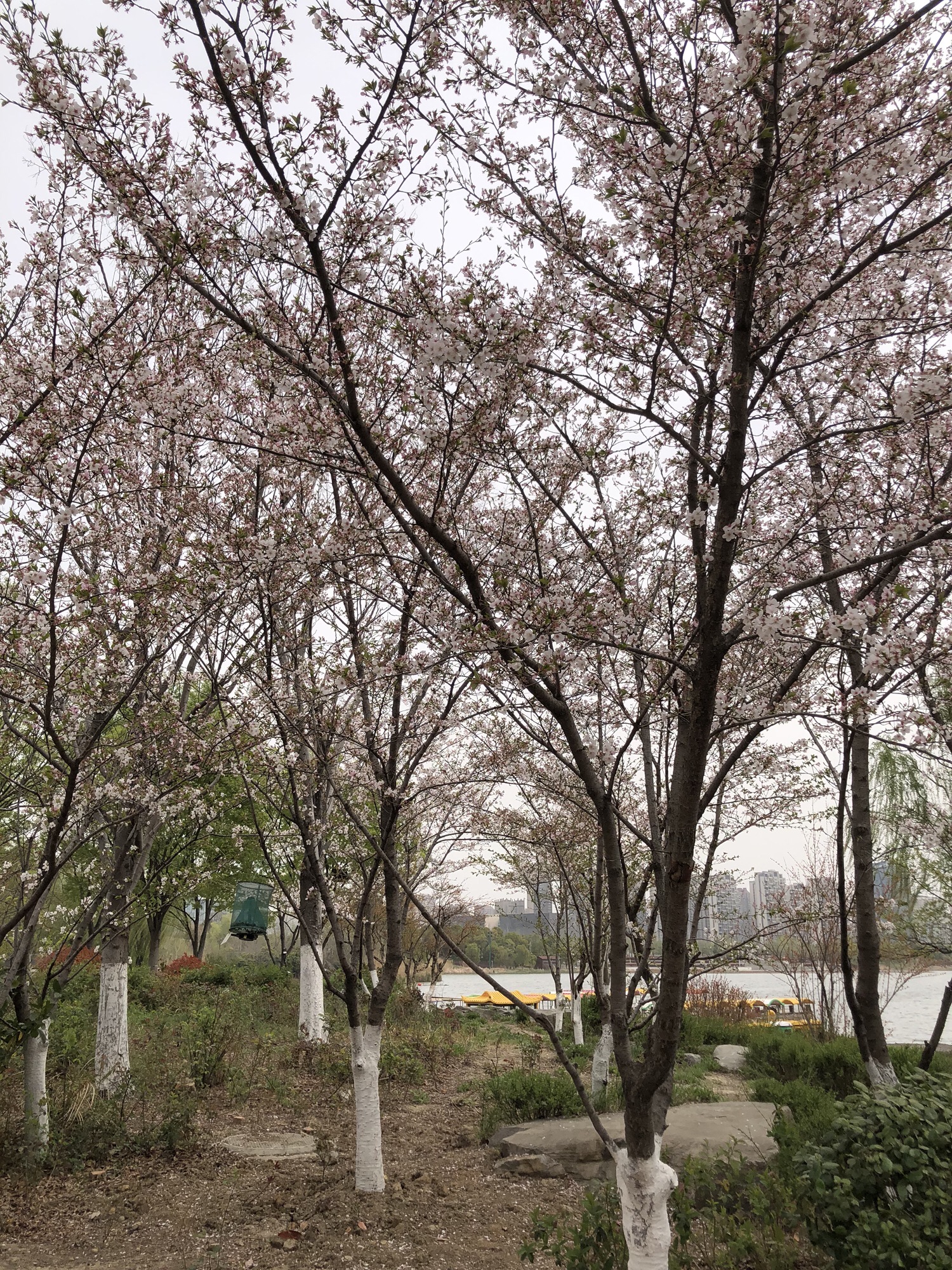 阜阳双清湾公园旅行图片 2