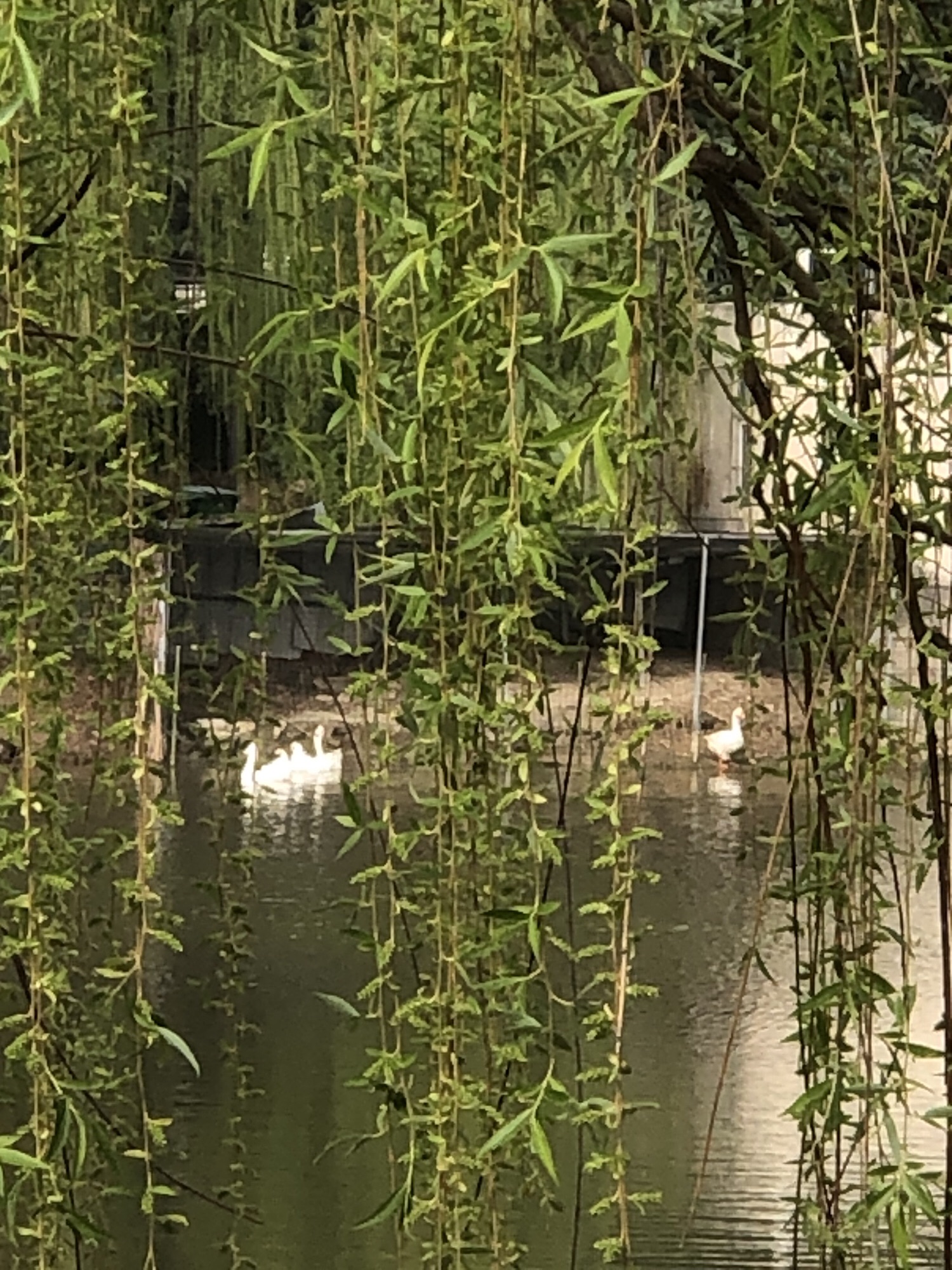 阜阳双清湾公园旅行图片 3