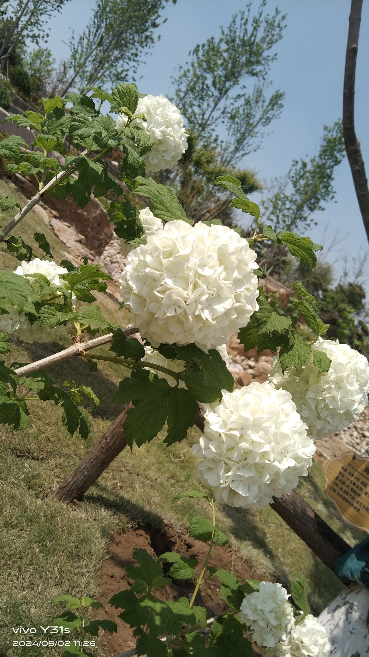 白云山公园旅行图片 1