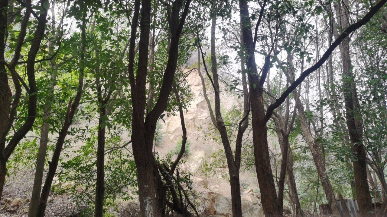 龙头山公园旅行图片 1