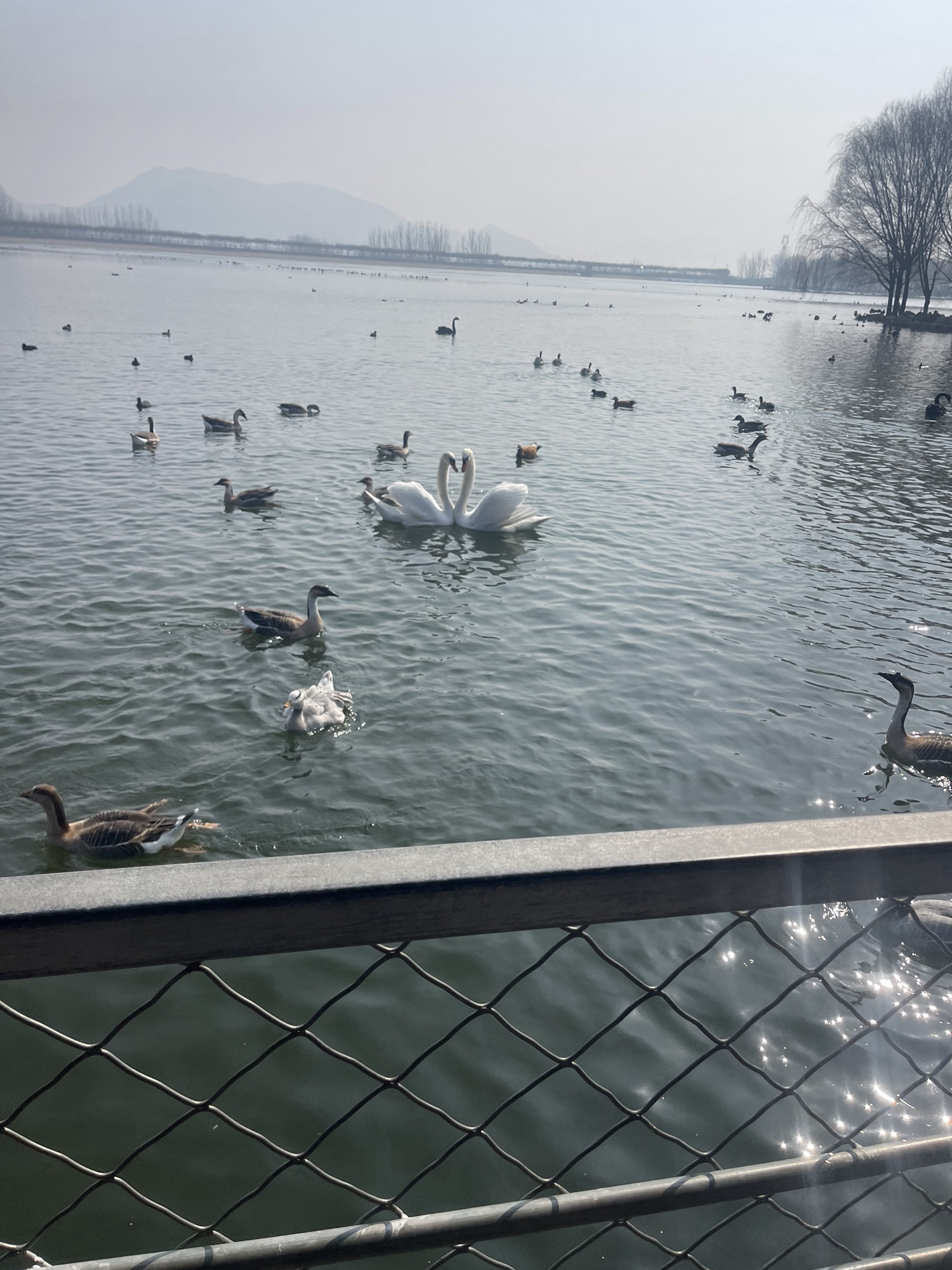 泰山天鹅湖景区旅行图片 2