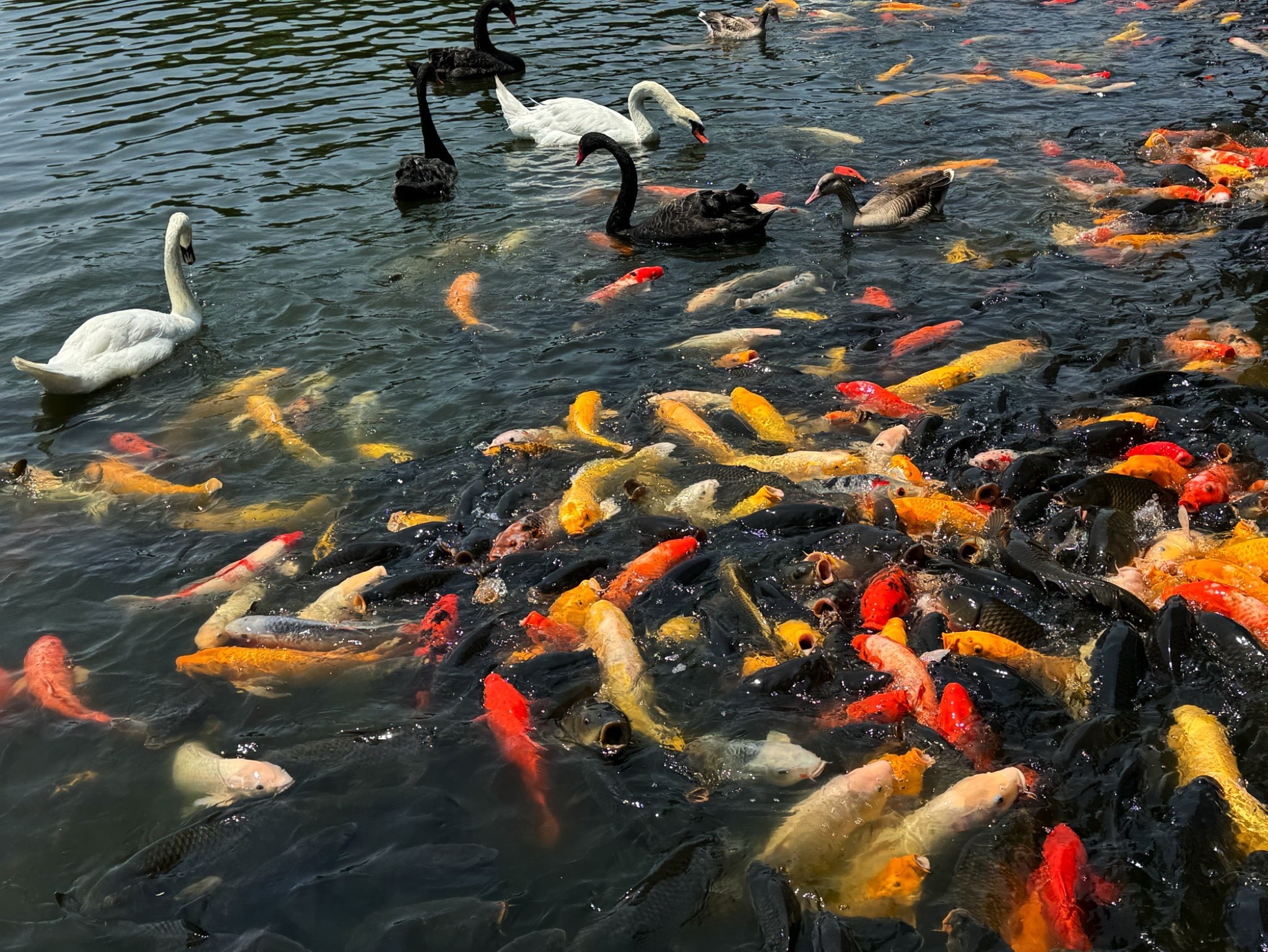 泰山天鹅湖景区旅行图片 1
