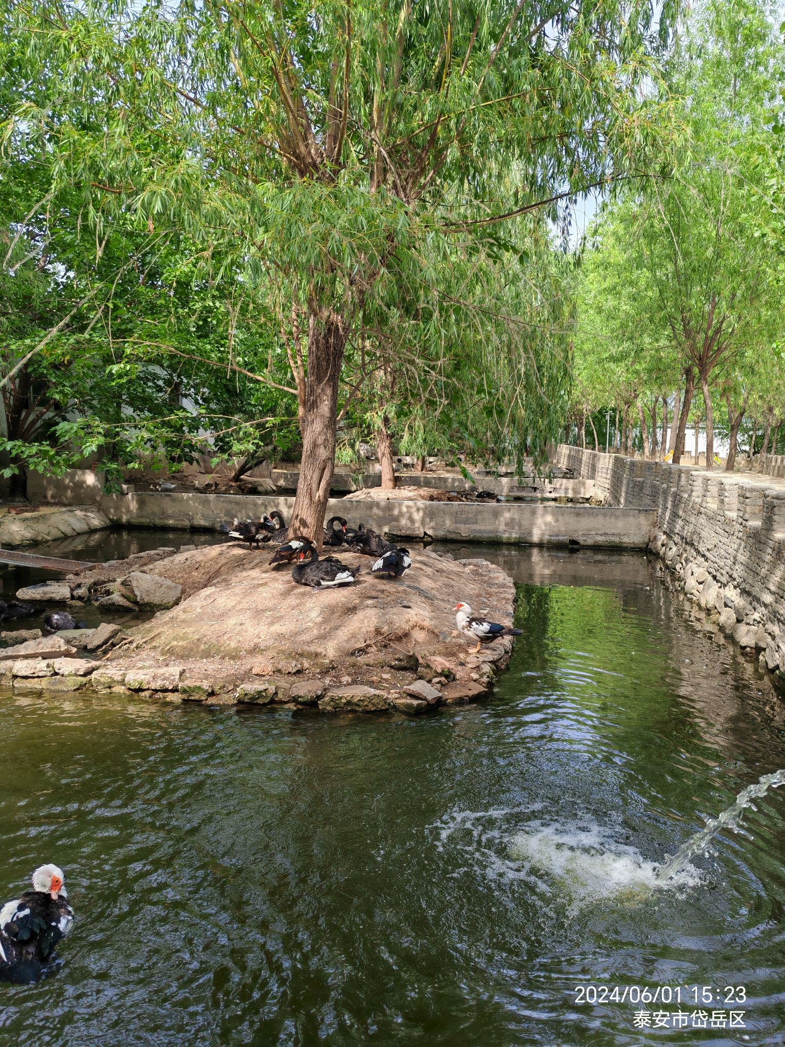 泰山天鹅湖景区旅行图片 3