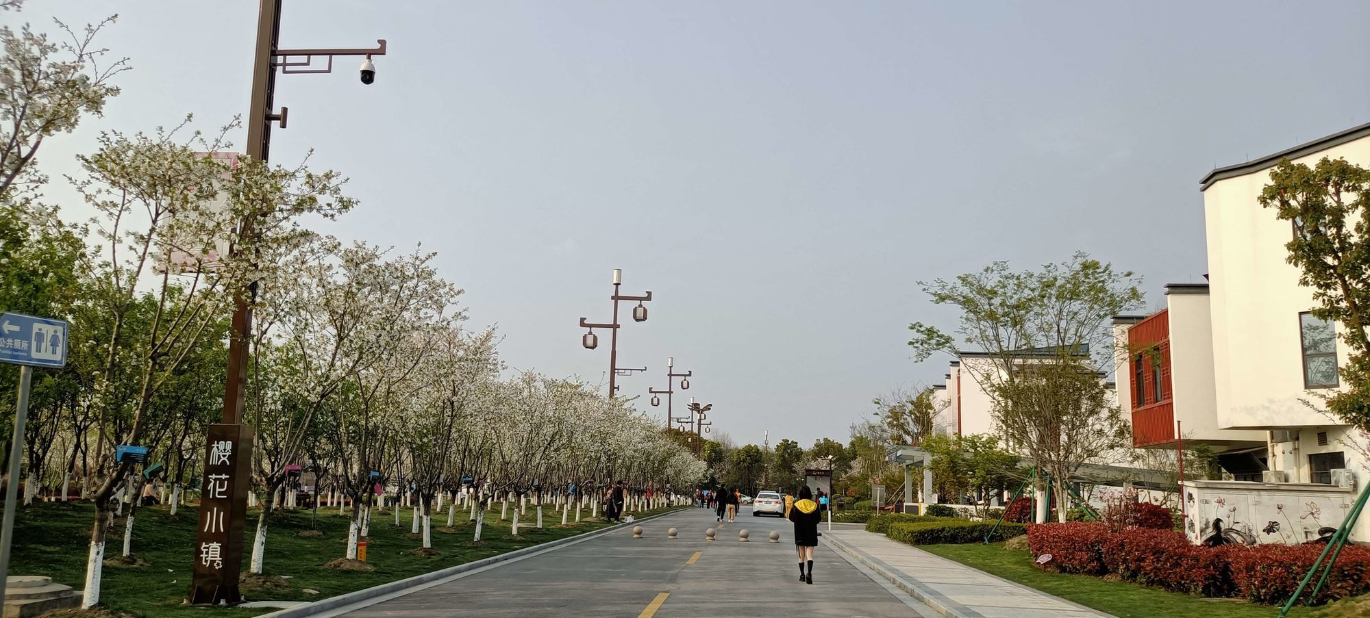 钟埭樱花小镇旅行图片 2