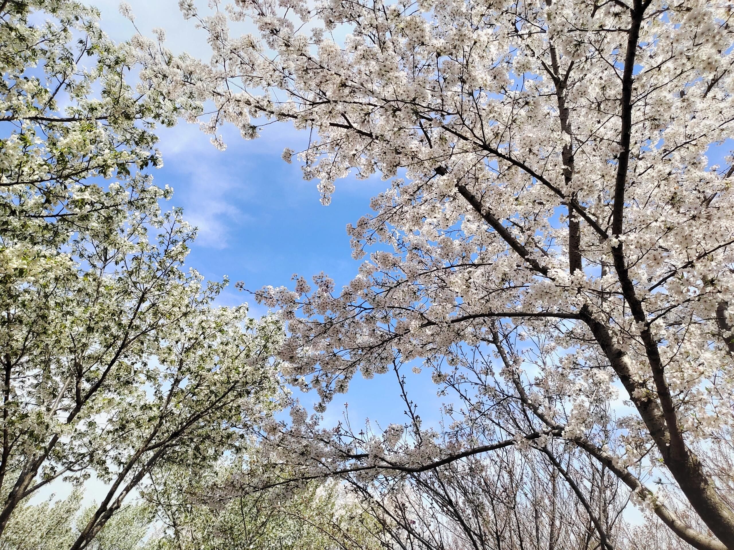钟埭樱花小镇旅行图片 2