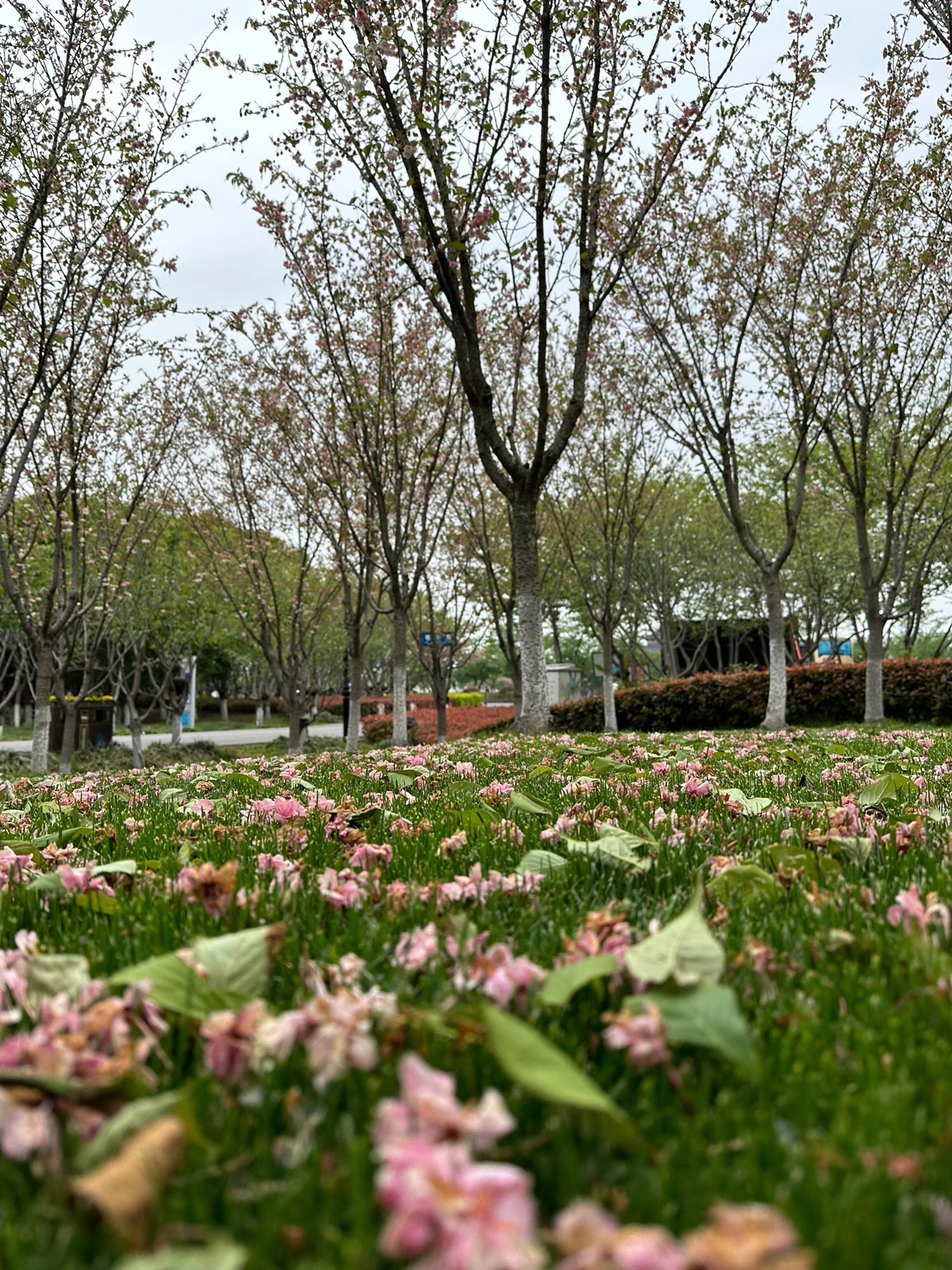 钟埭樱花小镇旅行图片 2