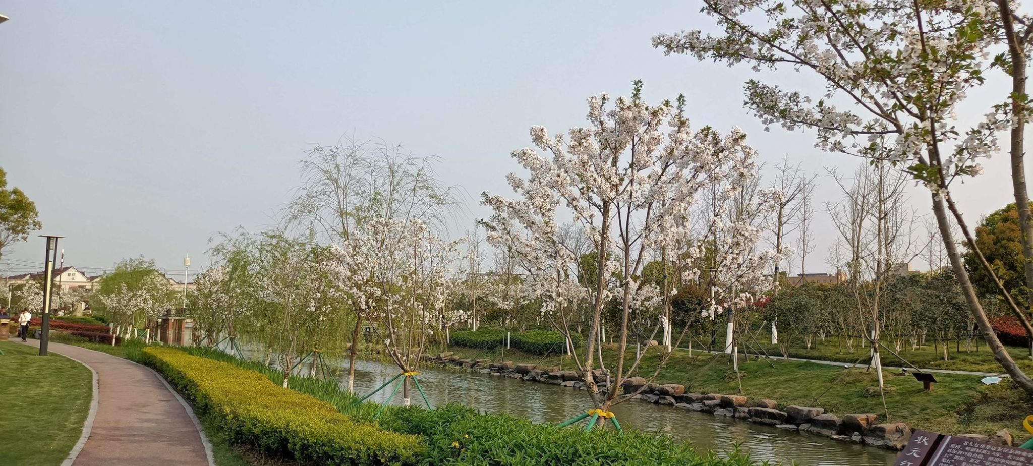 钟埭樱花小镇旅行图片 1