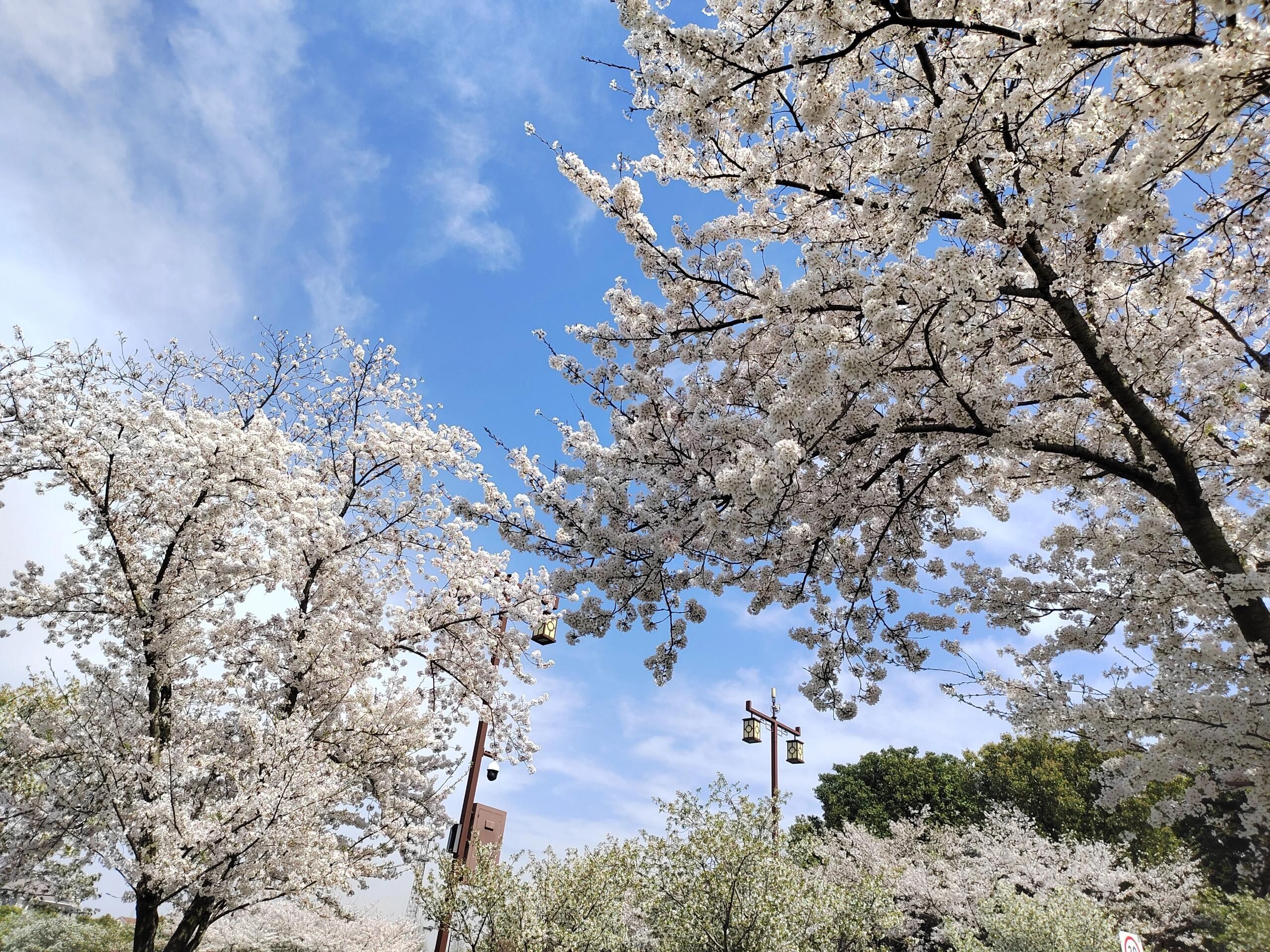 钟埭樱花小镇旅行图片 3