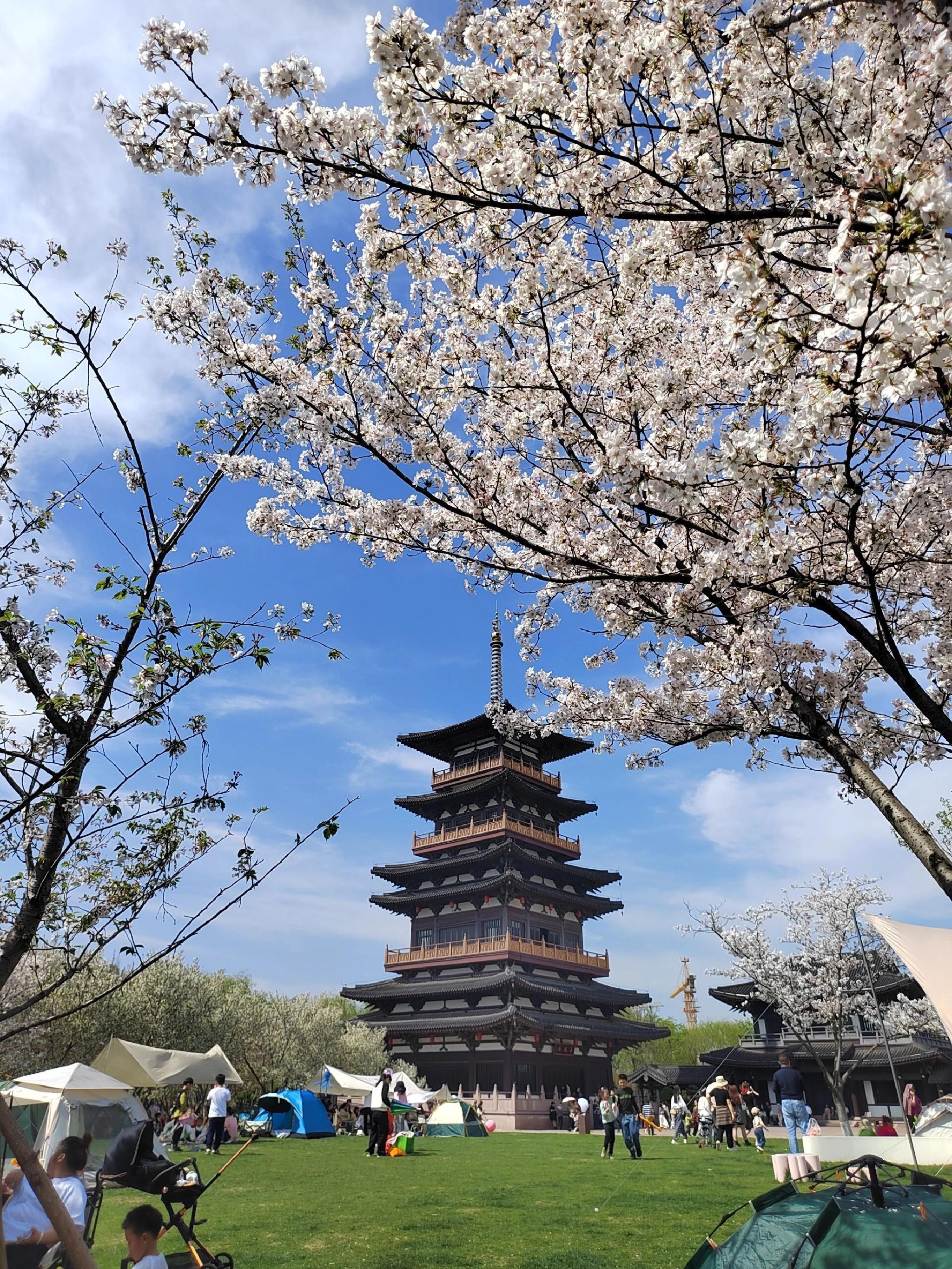 钟埭樱花小镇旅行图片 1