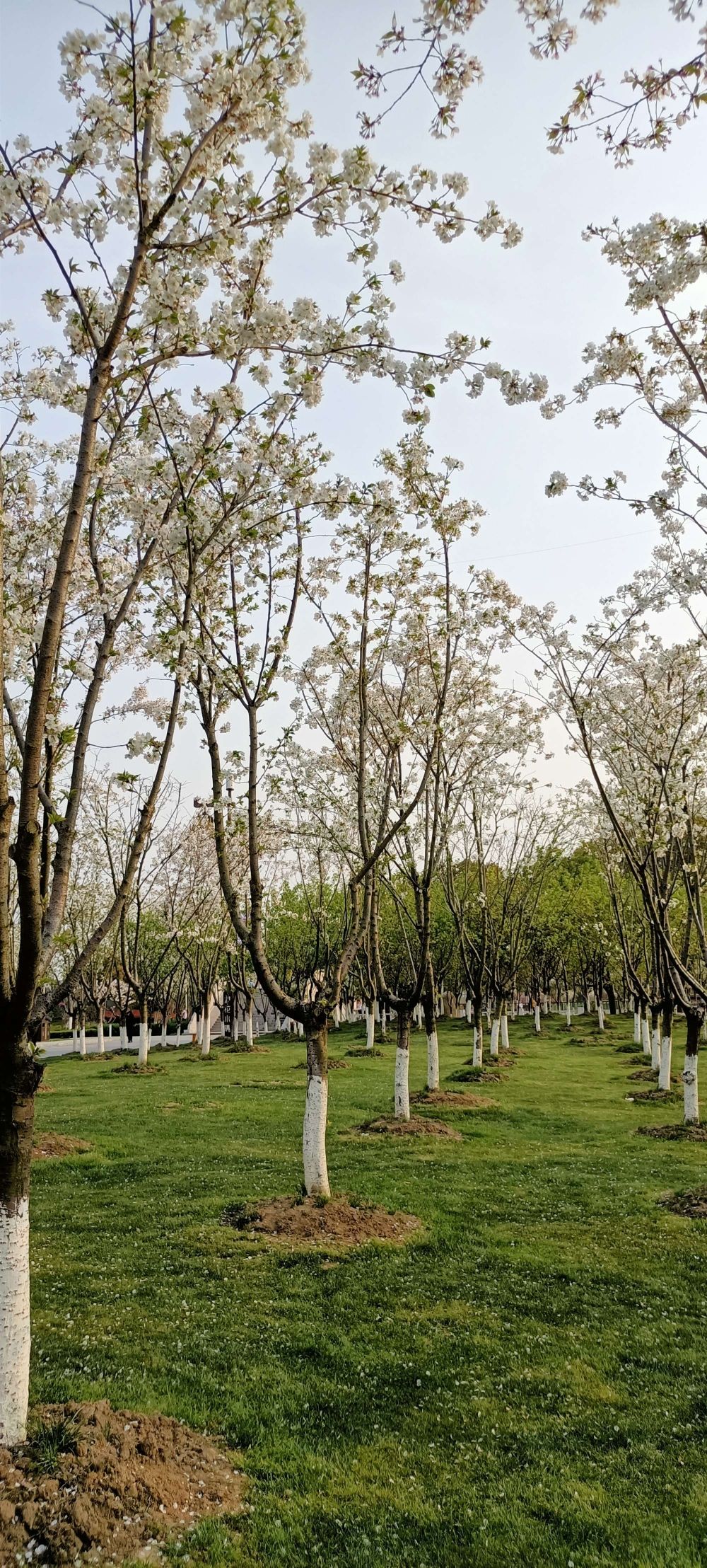 钟埭樱花小镇旅行图片 3