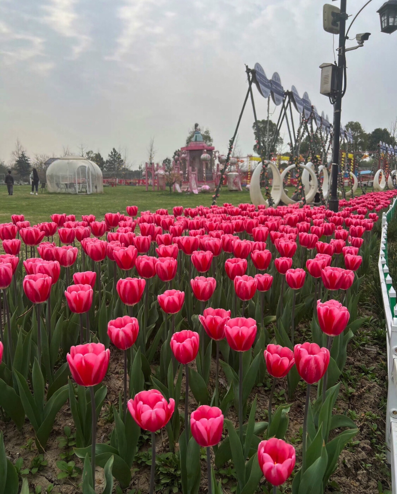 钟埭樱花小镇旅行图片 1