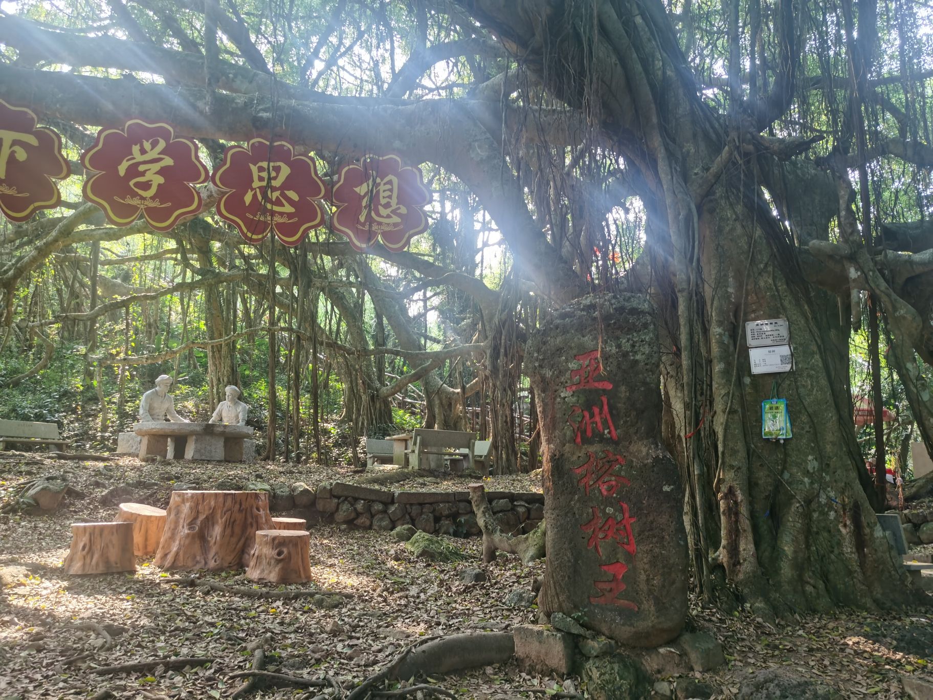 亚洲榕树王