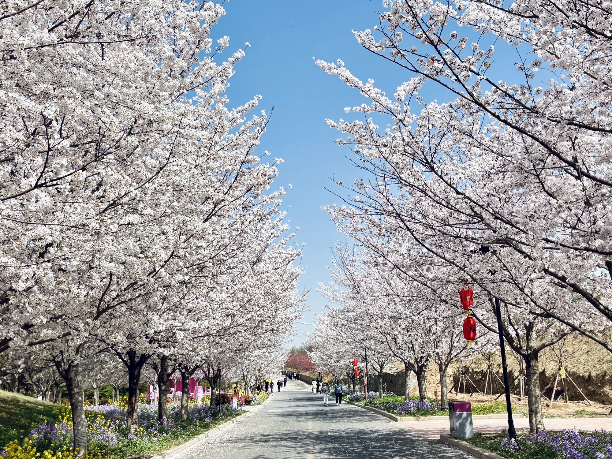 丰乐樱花园旅行图片 2