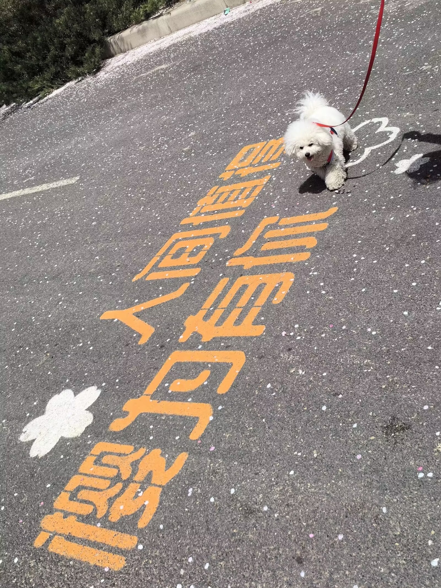 丰乐樱花园旅行图片 2
