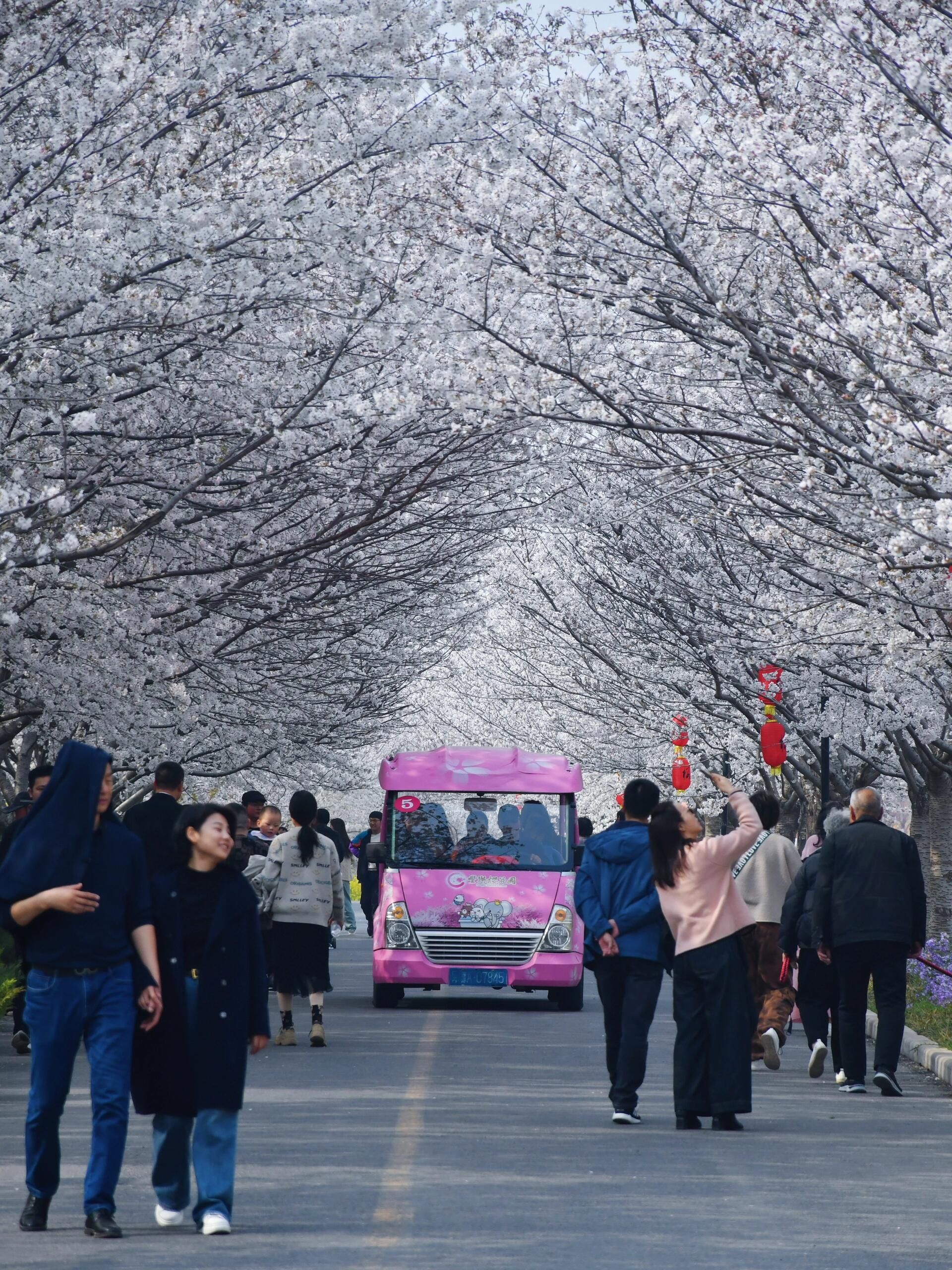 丰乐樱花园旅行图片 2