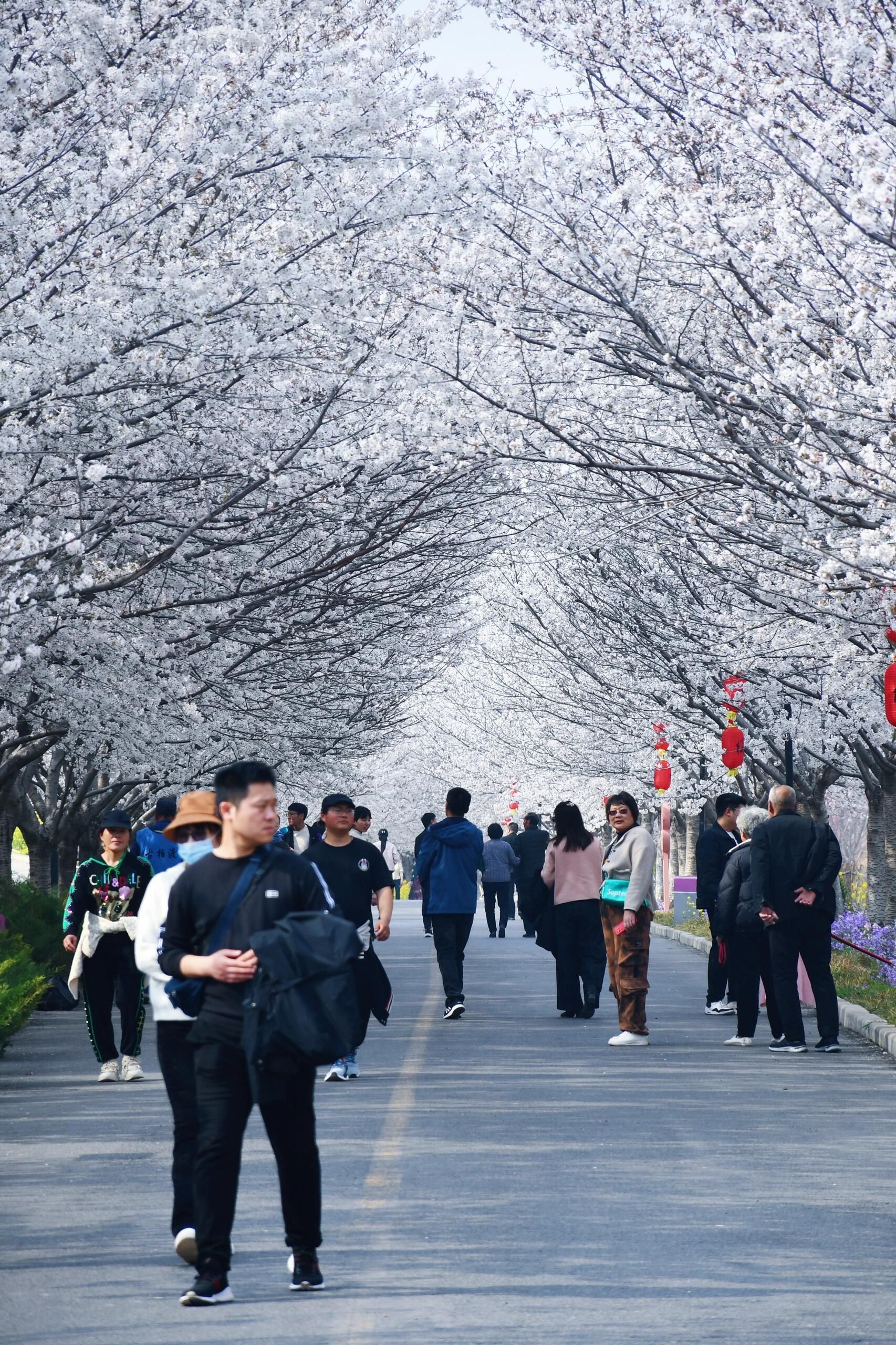 丰乐樱花园旅行图片 3