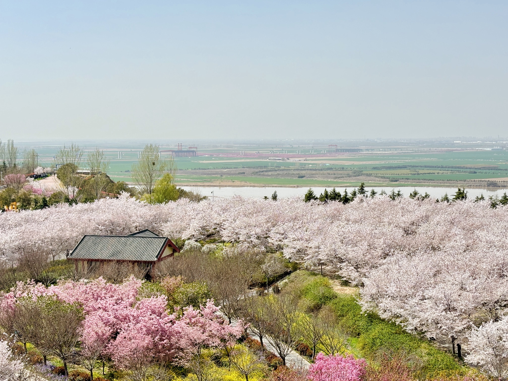 丰乐樱花园旅行图片 1