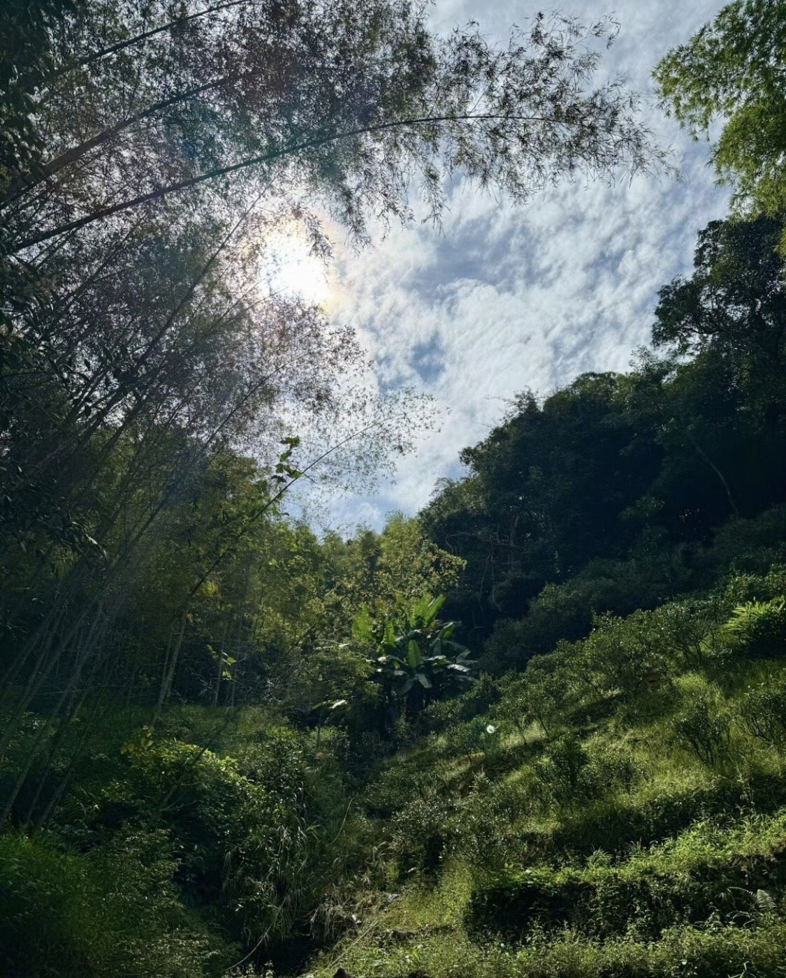 叫水坑原始森林旅行图片 2