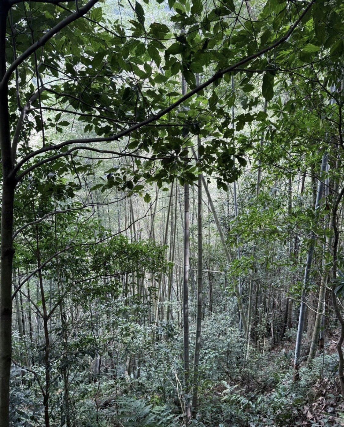 叫水坑原始森林旅行图片 3