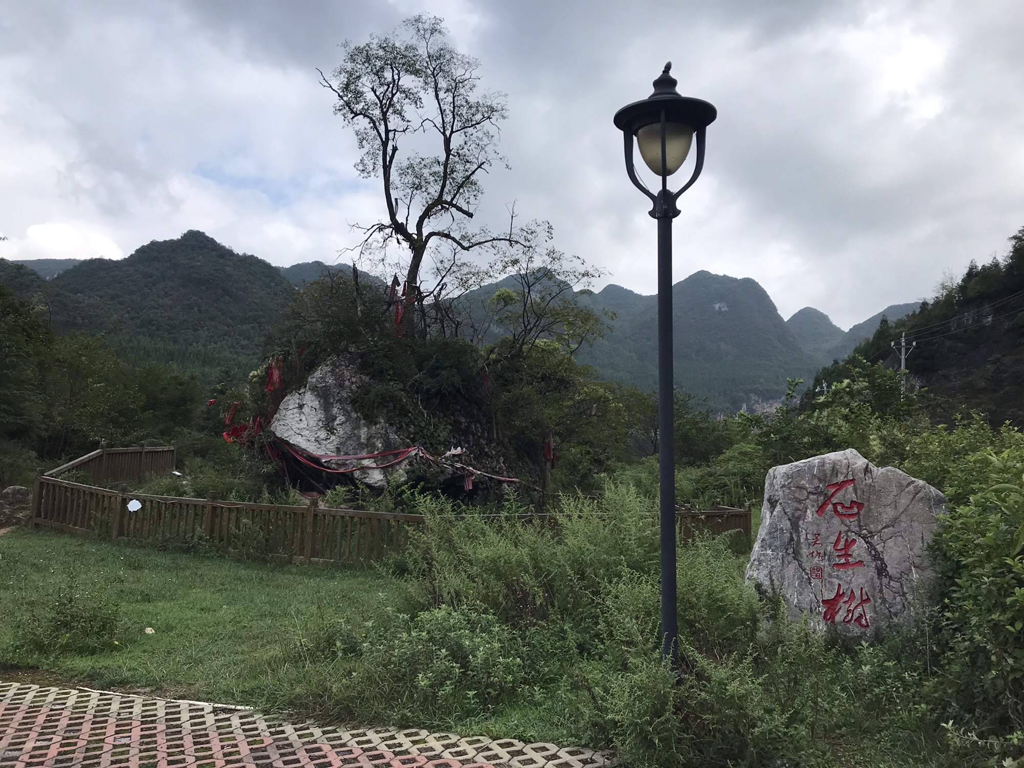 石生树旅行图片 1