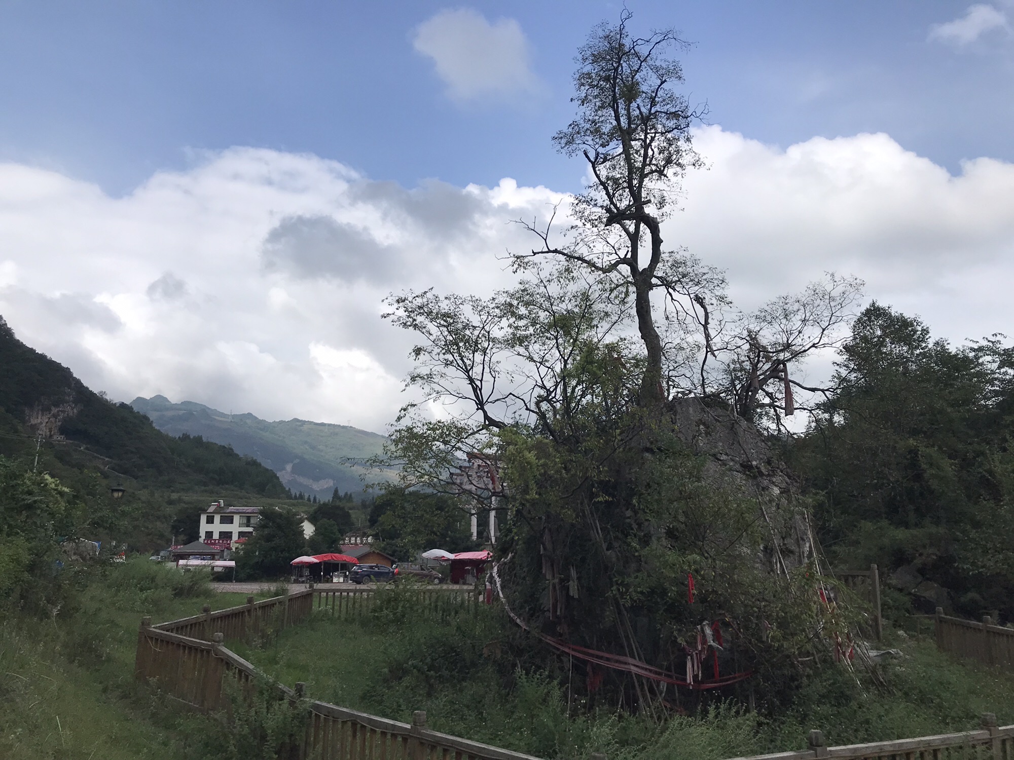 石生树旅行图片 3
