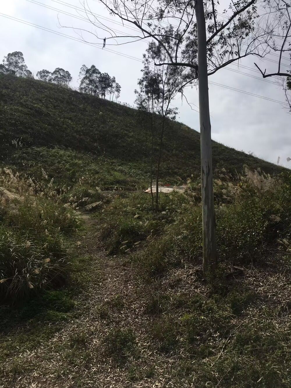 五岗岭森林公园旅行图片 1