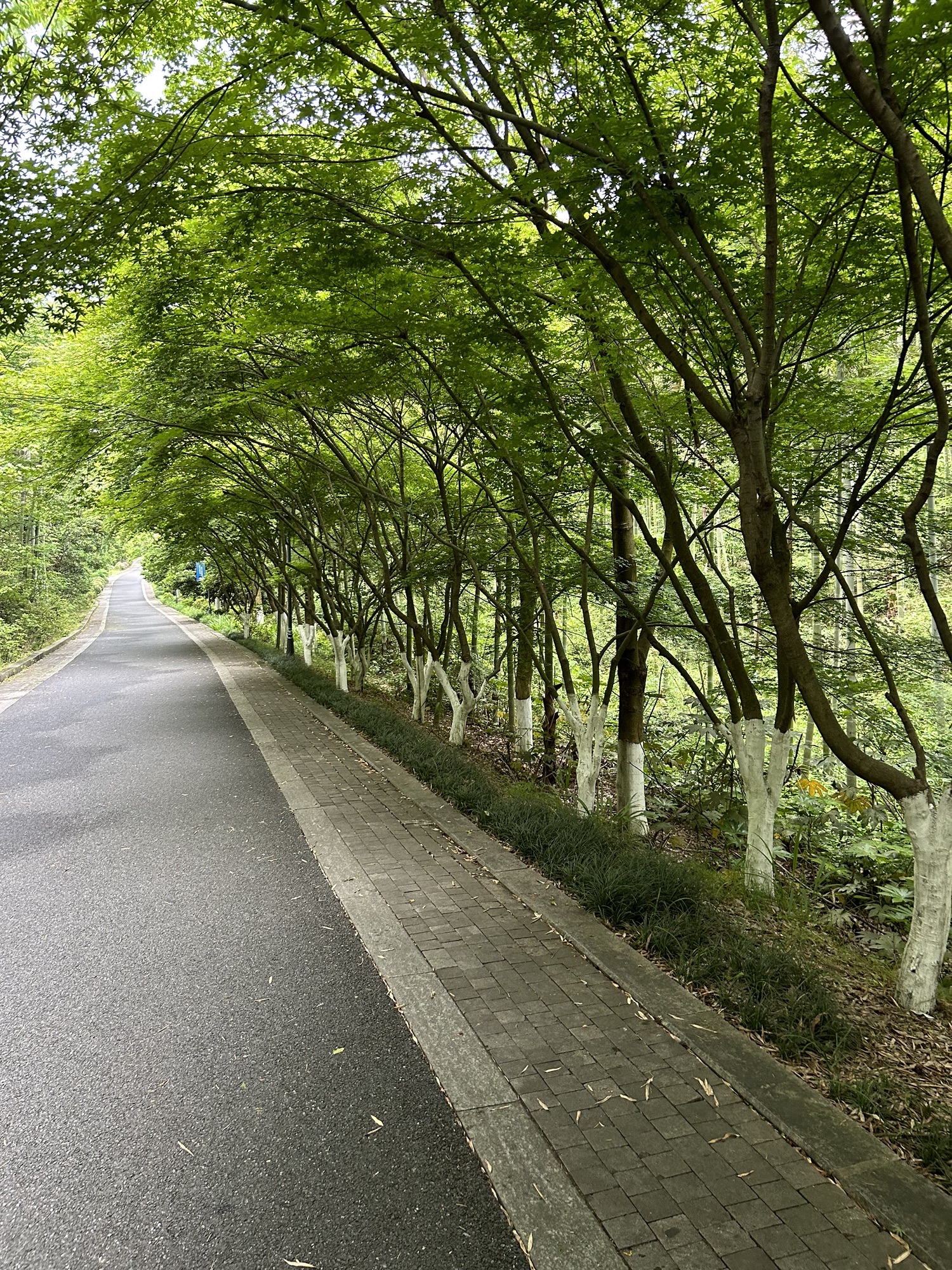 塔山森林公园旅行图片 1
