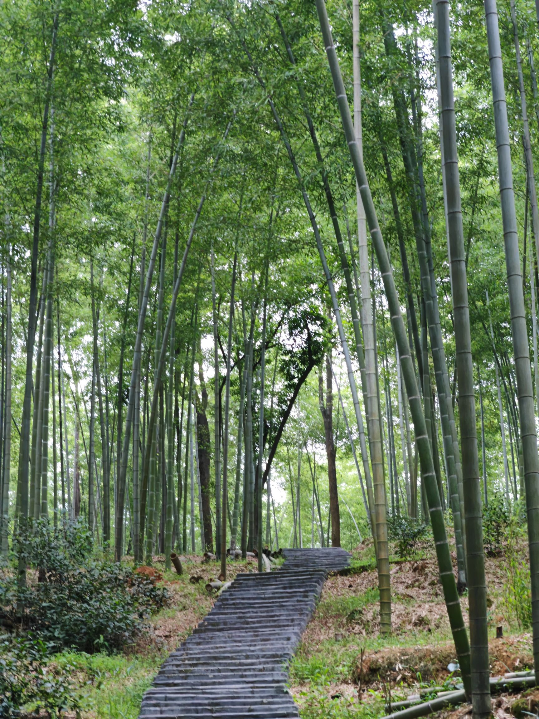邵阳市宝庆森林公园