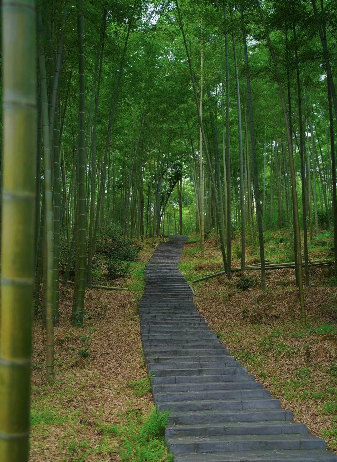 邵阳市宝庆森林公园旅行图片 2