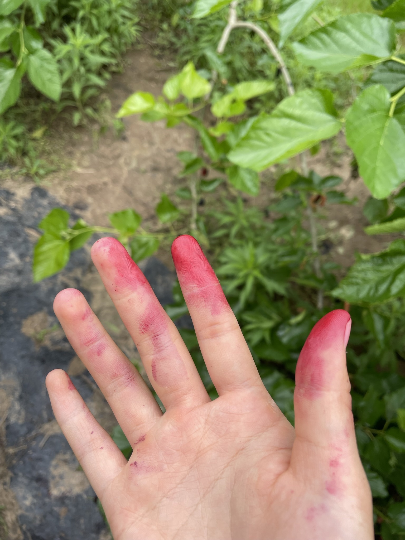 美好甜园旅行图片 3