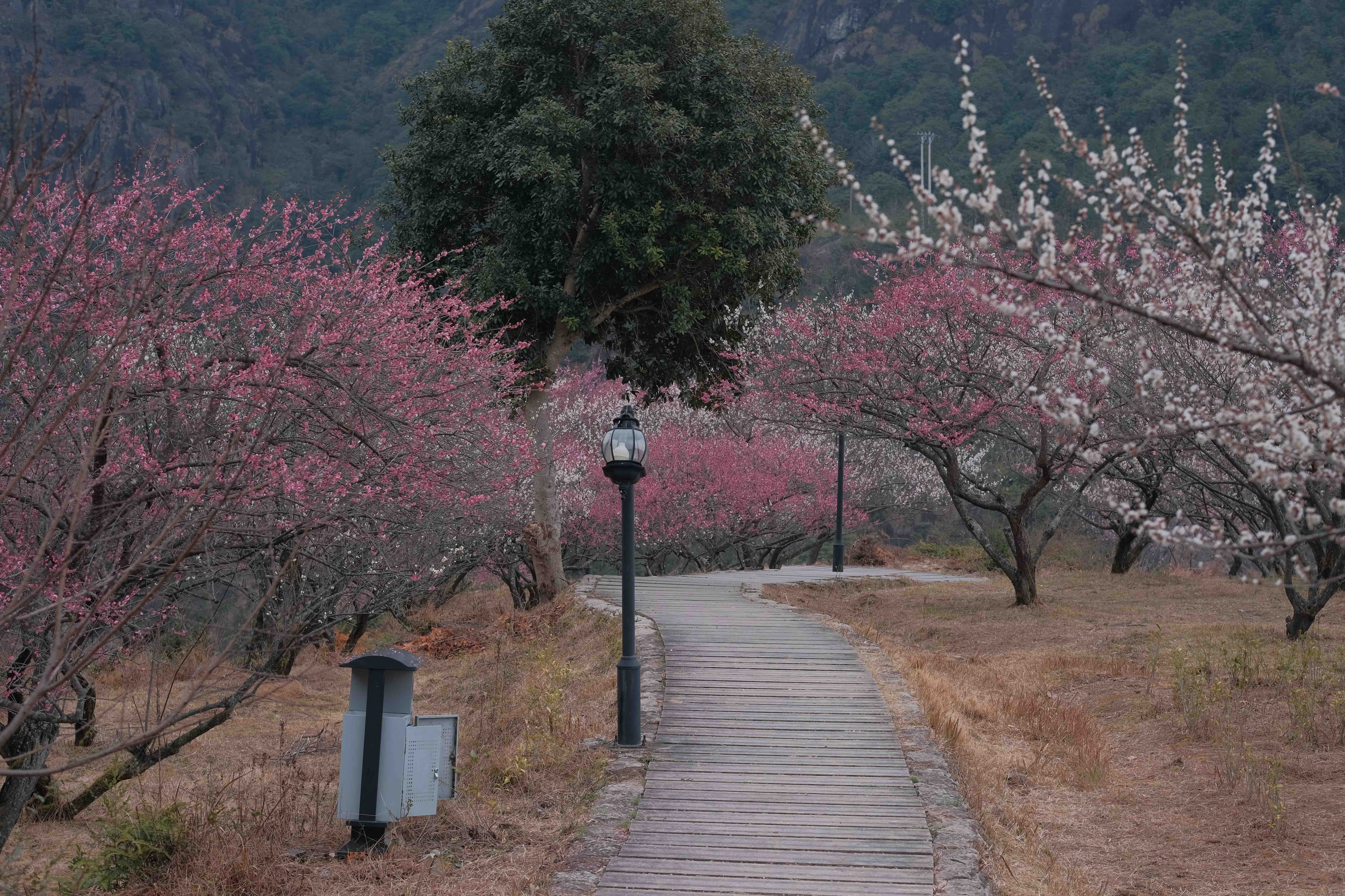 楠溪江三生三世十里梅花旅行图片 3