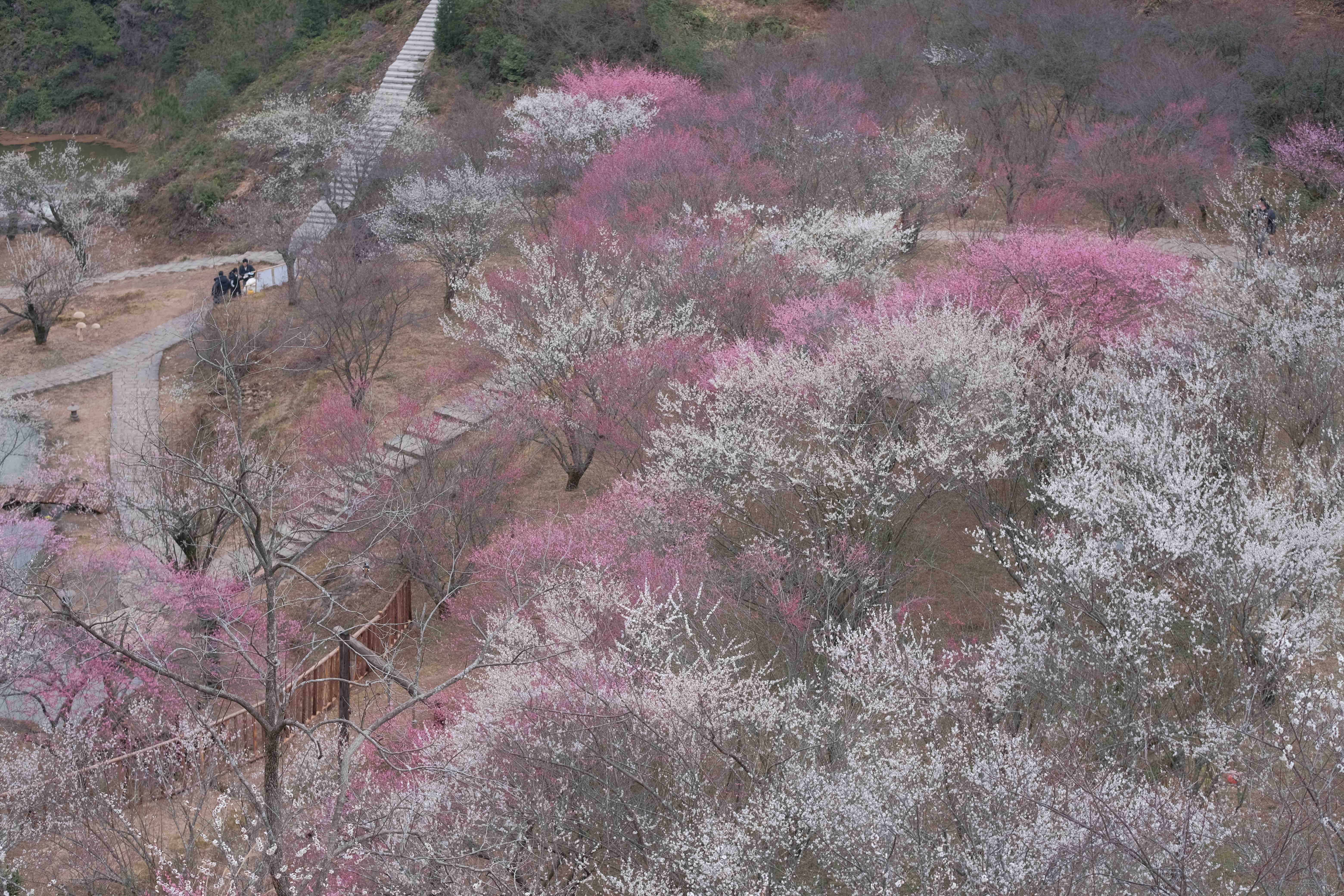 楠溪江三生三世十里梅花旅行图片 1