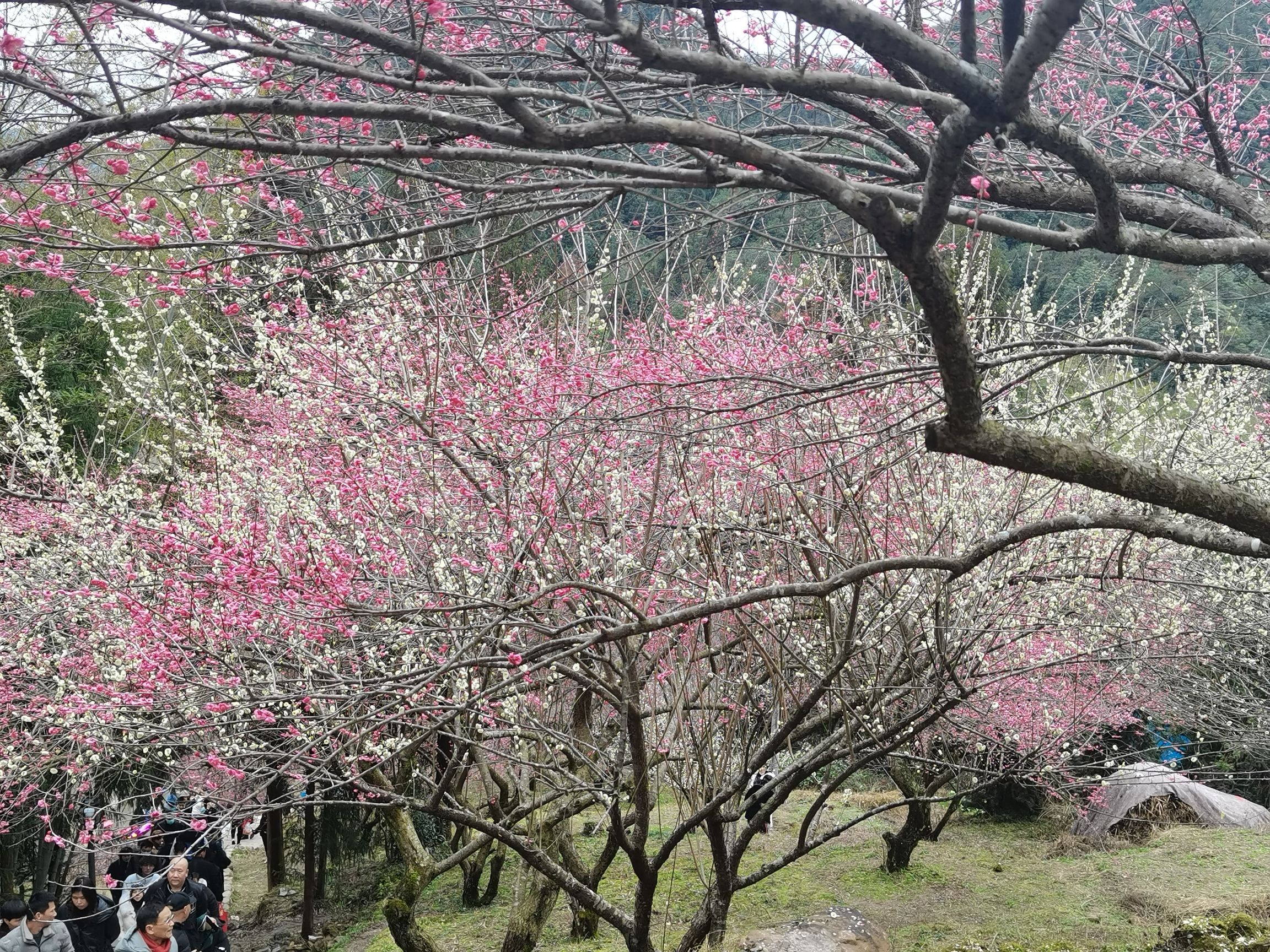 楠溪江三生三世十里梅花旅行图片 3