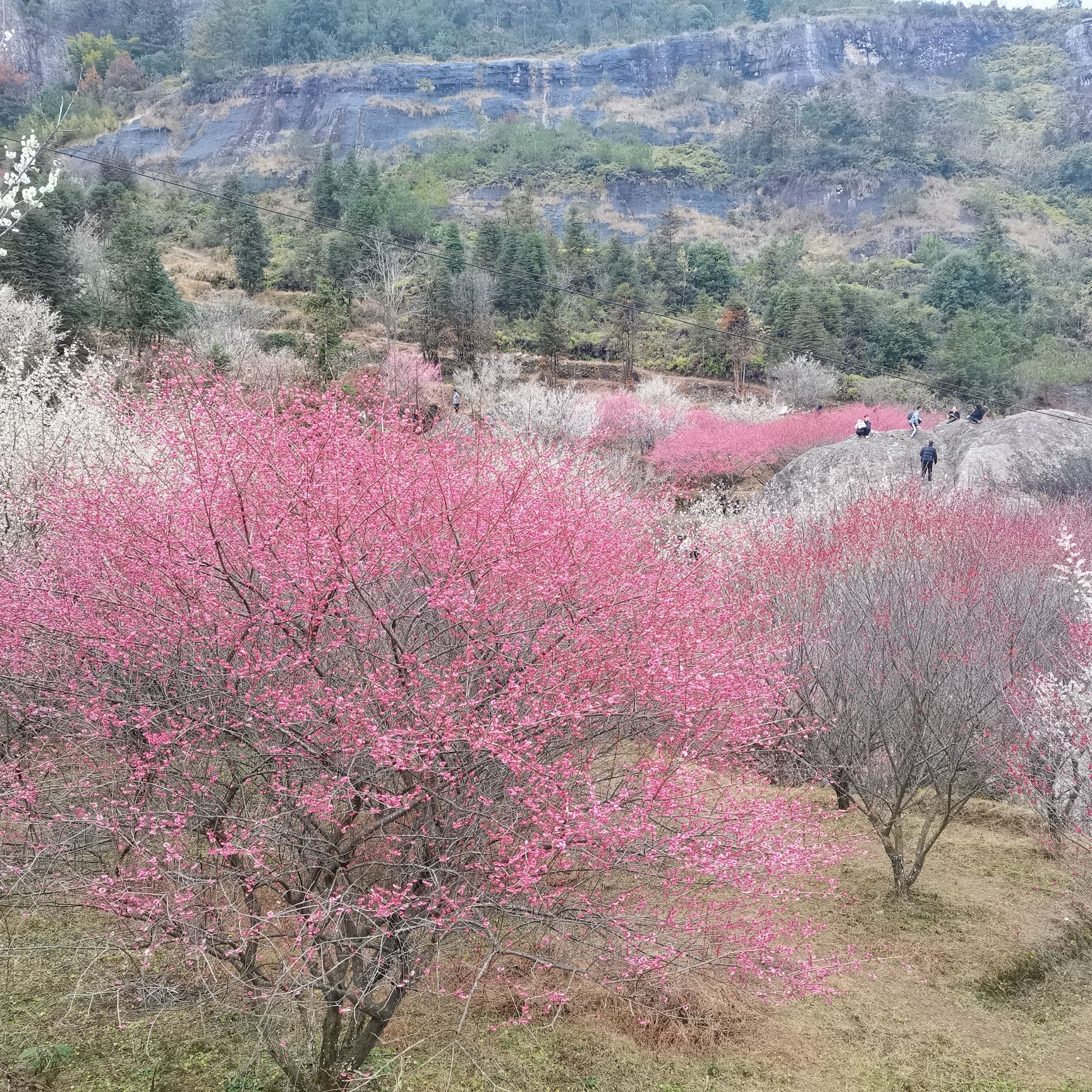 楠溪江三生三世十里梅花旅行图片 1