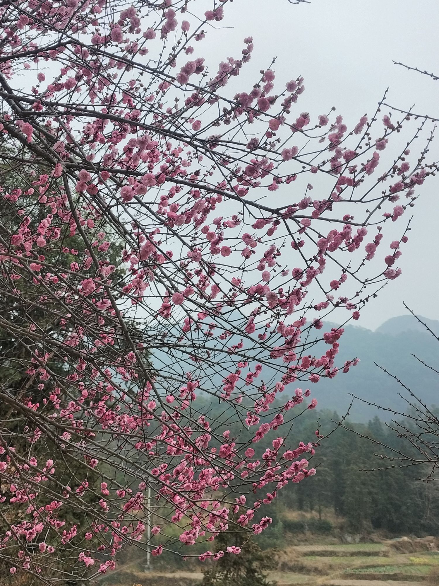 楠溪江三生三世十里梅花旅行图片 1