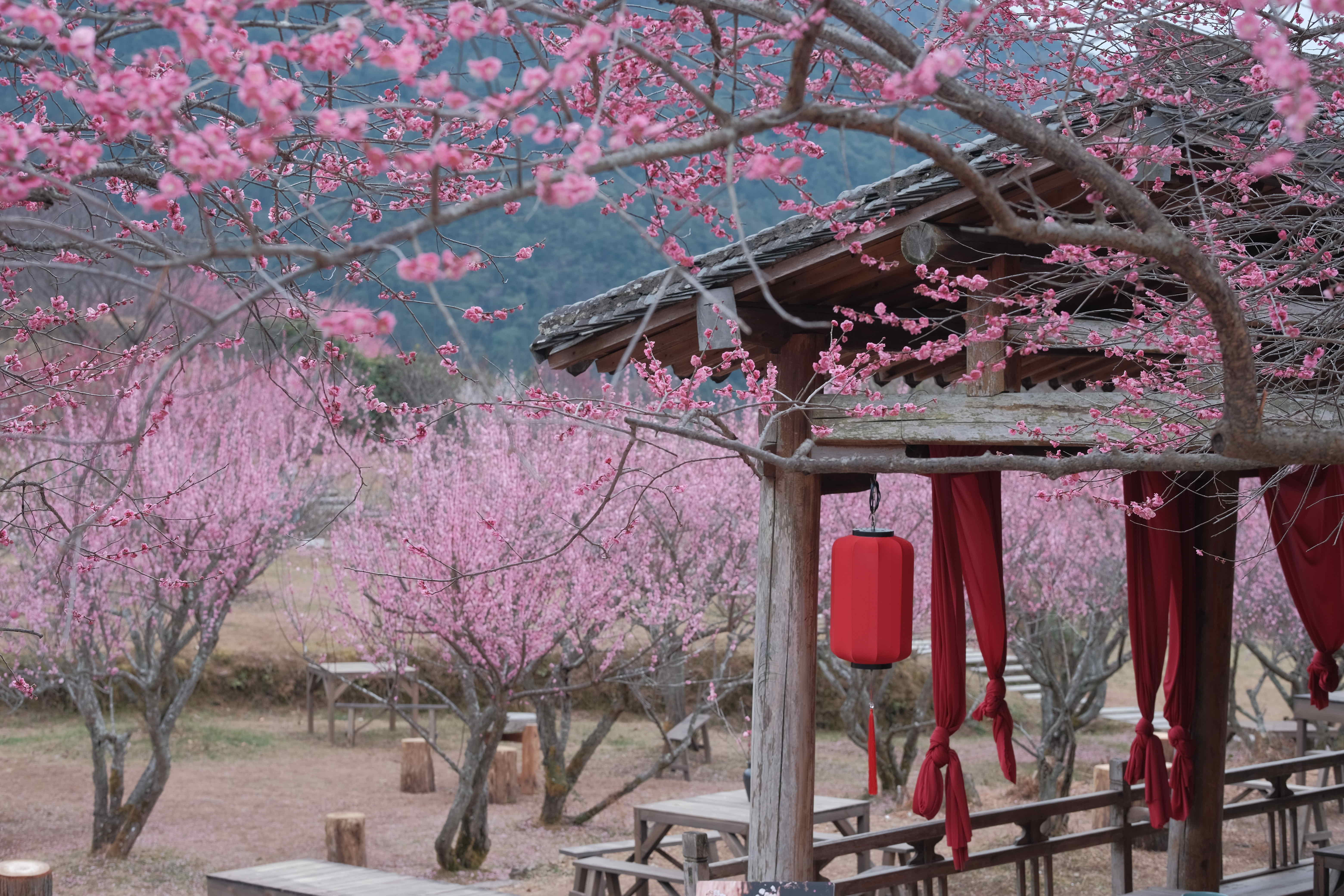 楠溪江三生三世十里梅花旅行图片 2