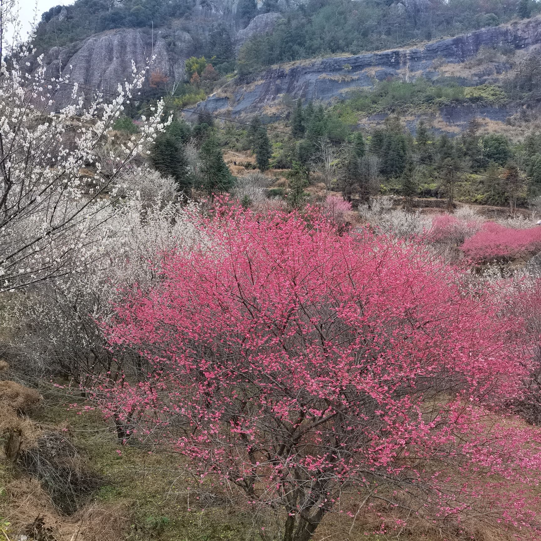 楠溪江三生三世十里梅花旅行图片 2
