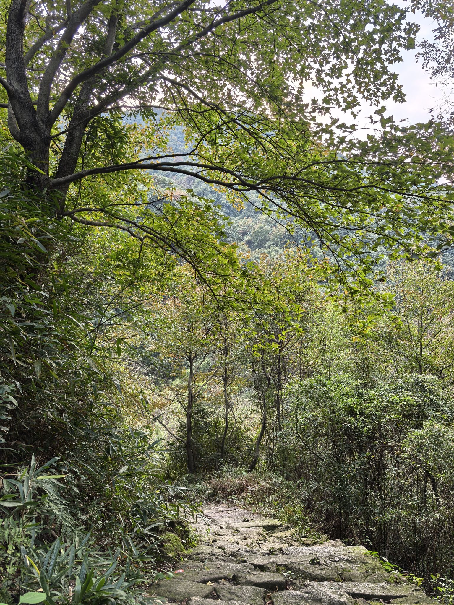 陶堰岭古道旅行图片 1